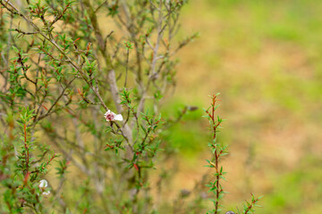 Leptospermum scoparium, commonly called manuka is a species of flowering plant in the myrtle family Myrtaceae, native to south-east Australia and New Zealand.