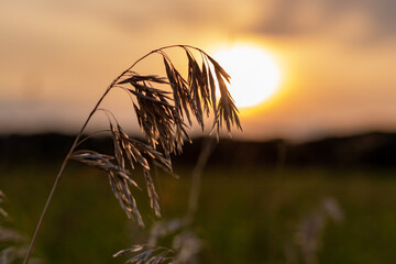 grass silhouette against sunset sky in rural field in autumn