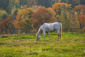 Koń jesienią na pastwisku