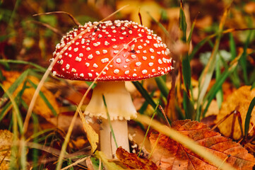 A poisonous mushroom fly agaric in the autumn forest. A mushroom with a red cap with white speckles. Walk in the forest and collect mushrooms. Medicinal properties of fly agaric