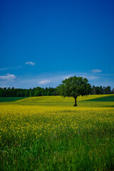 Fototapeta premium Baum in gelbem Feld 