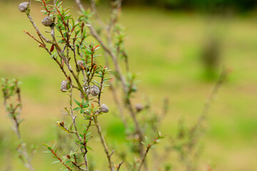 Leptospermum scoparium, commonly called manuka is a species of flowering plant in the myrtle family Myrtaceae, native to south-east Australia and New Zealand.
