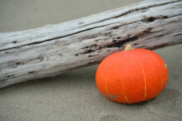 pumpkin by an old tree on the sand