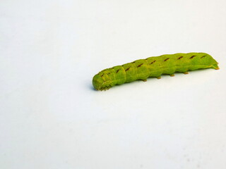 Green caterpillar on a light background.
