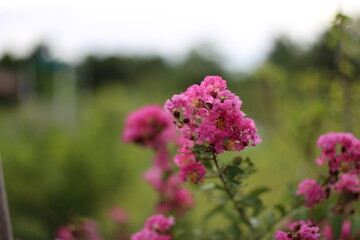 Chinese crape myrtle flower and blurred background.