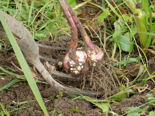 The gladiolus corm is extracted from the soil in the fall.