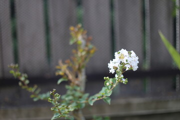 Chinese crape myrtle flower and blurred background.