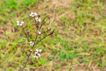 Leptospermum scoparium, commonly called manuka is a species of flowering plant in the myrtle family...
