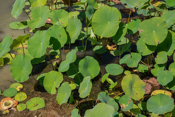 Aquatic plants at the edge of a murky pond.  Tall green water lily leaves grow from the shallow brown water.  No blooms, view of many water plants in habitat.