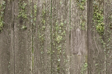 Obraz premium Wooden fence overgrown with green moss