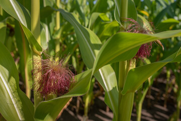 Corn field with Corn plants grow in farm agriculture area