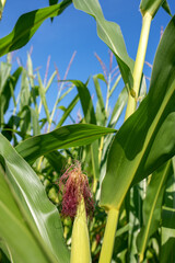view og corn field on clear day, corn plants with blue sky