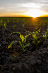 Growing young green corn seedling sprouts in cultivated agricultural farm field under the sunset,...