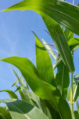 Corn field with blue sky. Vertical background with copy space.