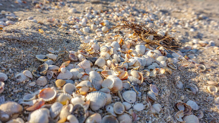 shells on the beach
