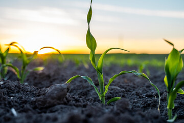 Growing young green corn seedling sprouts in cultivated agricultural farm field under the sunset, shallow depth of field. Agricultural scene with corn sprouts in earth closeup.