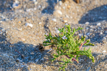 Sea mustard ordinary, Sedum villosum
