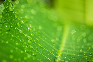 Hoja y gotas de lluvia 