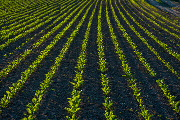 Straight rows of sugar beets growing in a soil in perspective on an agricultural field. Sugar beet...