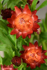 Orange red golden everlasting flowers, autumn flowers background.