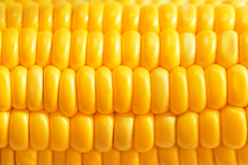 Seeds of sweet corn background. Fresh raw corncob macro texture