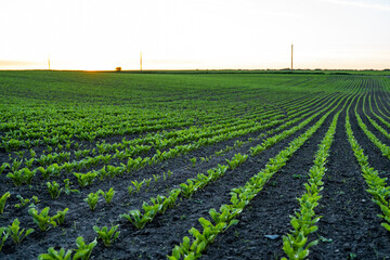 Straight rows of sugar beets growing in a soil in perspective on an agricultural field. Sugar beet...