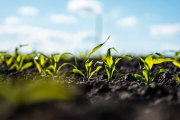 Close up seeding maize plant, Green young corn maize plants growing from the soil. Agricultural scene with corn's sprouts in earth closeup.