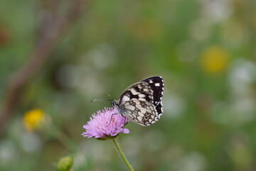 Melanargia galathea, Marbled White butterfly on flower.