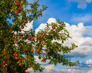 Fototapeta na wymiar Autumn sketch, apple tree branches with ripe apples on blue sky clouds background