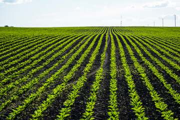 Straight rows of sugar beets growing in a soil in perspective on an agricultural field. Sugar beet...