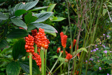 orange fruits of Italian Arum (Arum italicum) or Italian lords-and-ladies in garden