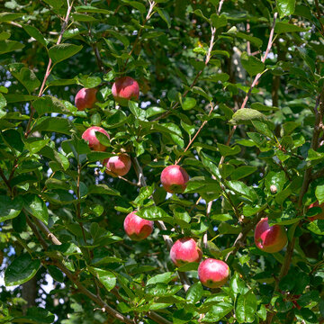 red apples (Malus Domestica) Red Devil hang in tree in autumn
