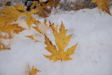 雪の上の黄葉のカエデの葉

