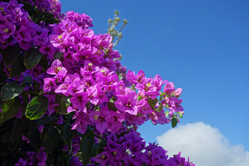 Bougainvillea