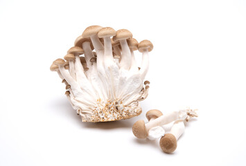 Brown shimeji mushrooms isolated on white background. Japanese food