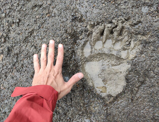 Bear track and hand of man on mud for comparison