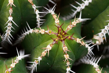 Stachelnder Kaktus