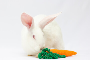 bunny with carrot isolated on gray background. big white rabbit