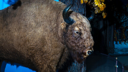 A stuffed European bison. Taxidermy bison with horn and brown fur. Animal concept.