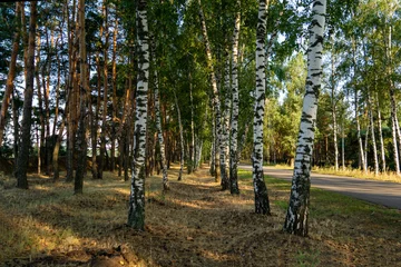 Door stickers Birch grove White birch trees with beautiful birch bark in a birch grove in the rays of a summer sunset.