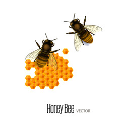 realistic looking  vector honey bee  