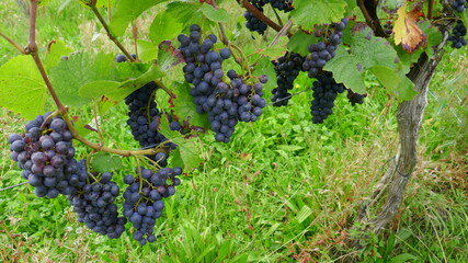 rote Weintrauben am Rebstock