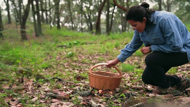 Woman collecting Lactarius deliciosus mushroom and putting into basket