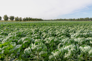 Fototapeta na wymiar Green vegetables in countryside farmland, The Brussels sprout on the field, A member of the Gemmifera Group of cabbages (Brassica oleracea) grown for its edible buds, Agriculture in Netherlands.