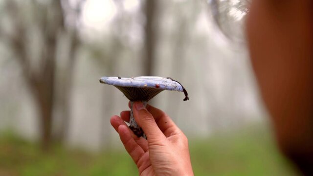 Woman with indigo milk cap mushroom in forest