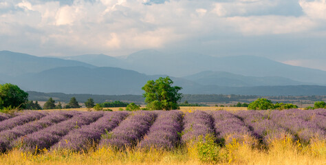 Stunning landscape with a lavender field in the foothills.