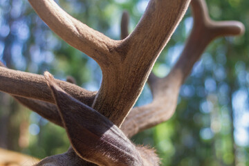 Horns of a young deer in close-up, horns of a male animal