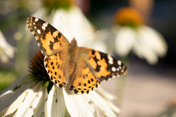butterfly on flower