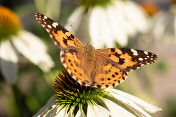 butterfly on flower