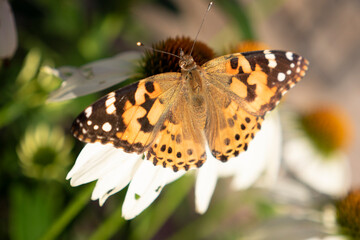 butterfly on a flower